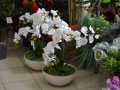 Композиции с белыми орхидеями