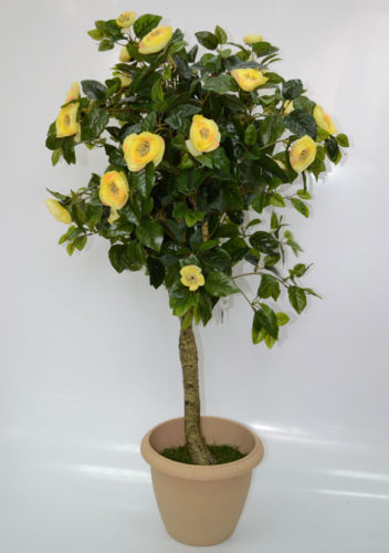 Дерево Камелия с жёлтыми цветами