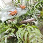 Картина из искусственных растений в багетной раме 60*80 см купить в интернет магазине в Челябинске . (ЦЕна, ФОТО)